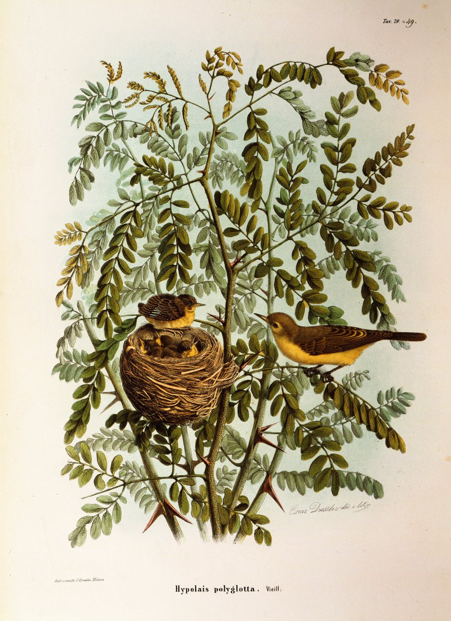 Ilustrace z knihy Eugenio Bettoni "Přírodní historie ptáků, kteří hnízdí v Lombardii" představující Melodious pěnice Hippolais polyglotta, Oscar Dressler od Eugenio Bettoni, Oscar Dressler