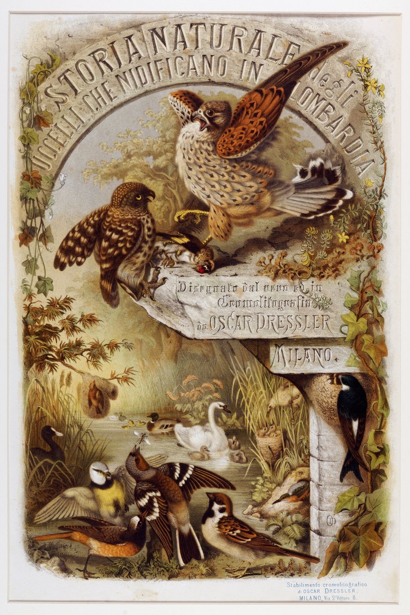 Frontispis z přírodní historie ptáků, kteří hnízdí v Lombardii (Chromolitografie od Eugenio and Dressler Oscar  Bettoni