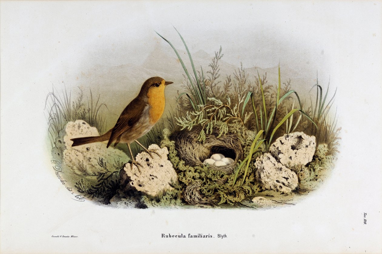 Znázornění Red Gorge (Rubecula familiaris) (Chromolitografie od Eugenio and Dressler Oscar  Bettoni