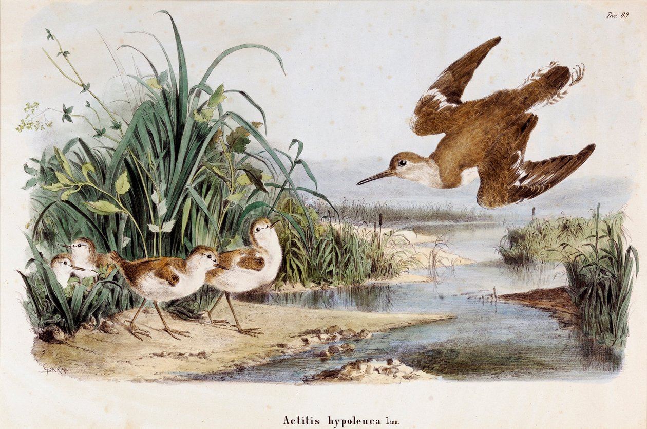 Znázornění Becassine Chevalier Guignette (Actitis hypoleuca) (Chromolitografie od Eugenio and Dressler Oscar  Bettoni