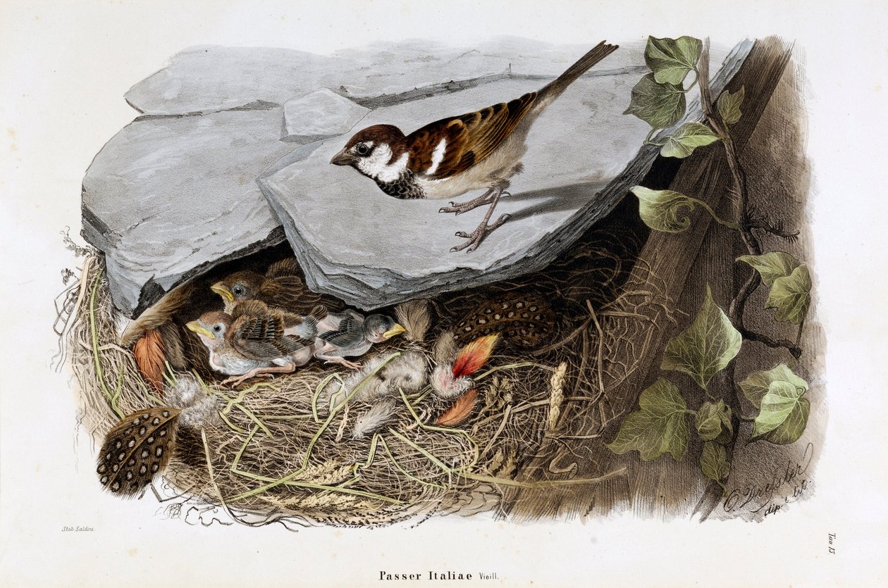 Znázornění vrabce cisalpského (Passer domesticus italiae nebo vrabec italský) (Chromolitografie od Eugenio and Dressler Oscar  Bettoni