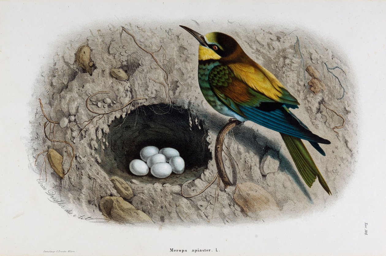 Zastoupení včelaře evropského nebo Merops apiaster (Chromolitografie od Eugenio and Dressler Oscar  Bettoni