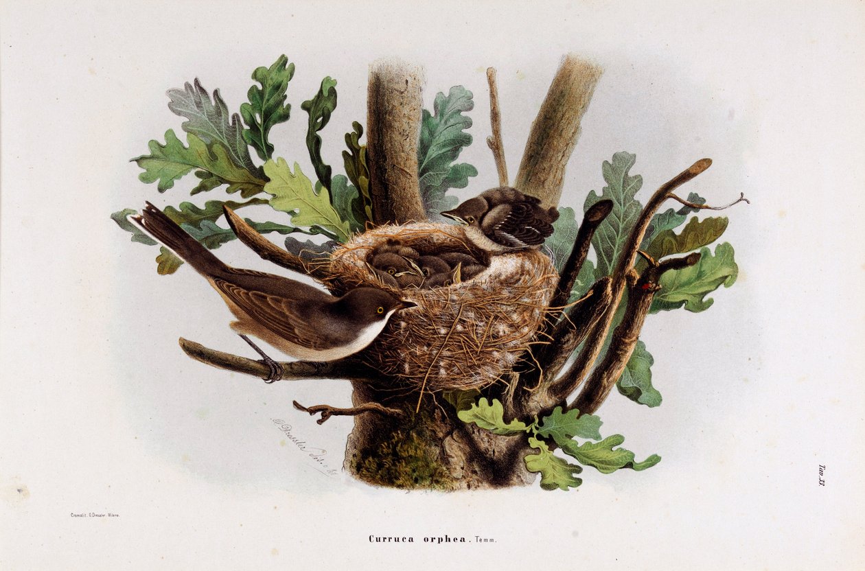 Zastoupení Falvette Curruca Orphea (Chromolitografie od Eugenio and Dressler Oscar  Bettoni