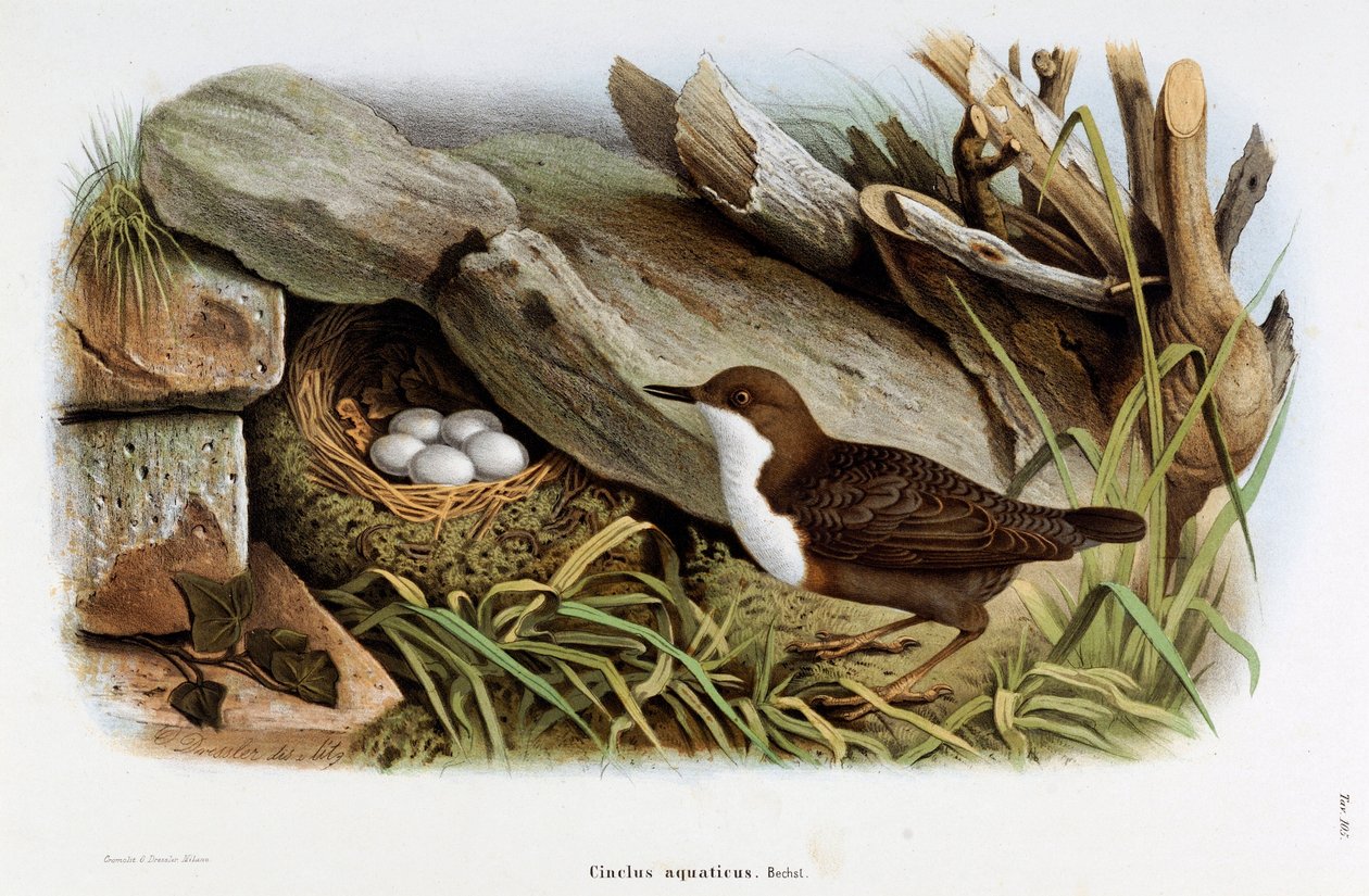 Znázornění ptáka Cincle potápění (Cinclus aquaticus) (Chromolitografie od Eugenio and Dressler Oscar  Bettoni