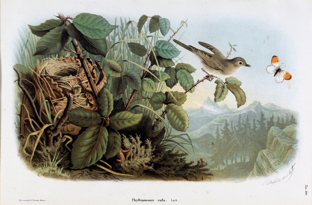 Znázornění rychlosti drůbeže (Phyllopneuste rufa) (Chiffchaff) (Chromolitografie od Eugenio and Dressler Oscar  Bettoni