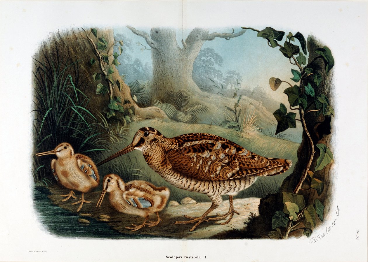 Znázornění dřevěného zobáku (Scolopax rusticola nebo Woodck) (Chromolitografie od Eugenio and Dressler Oscar  Bettoni