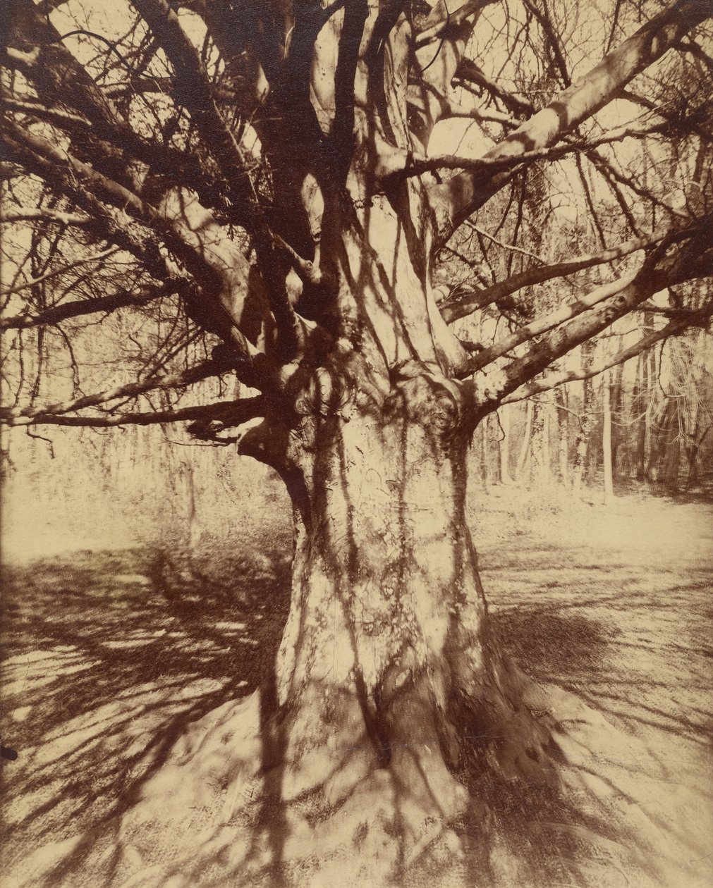 Buk od Eugène Atget