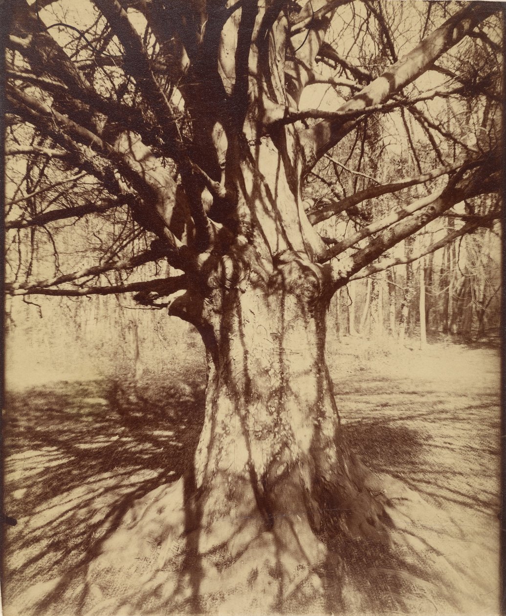 Buk od Eugène Atget