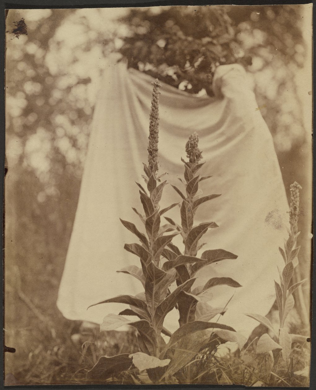 Bouillon Blanc (Mullein Plant) od Eugène Atget