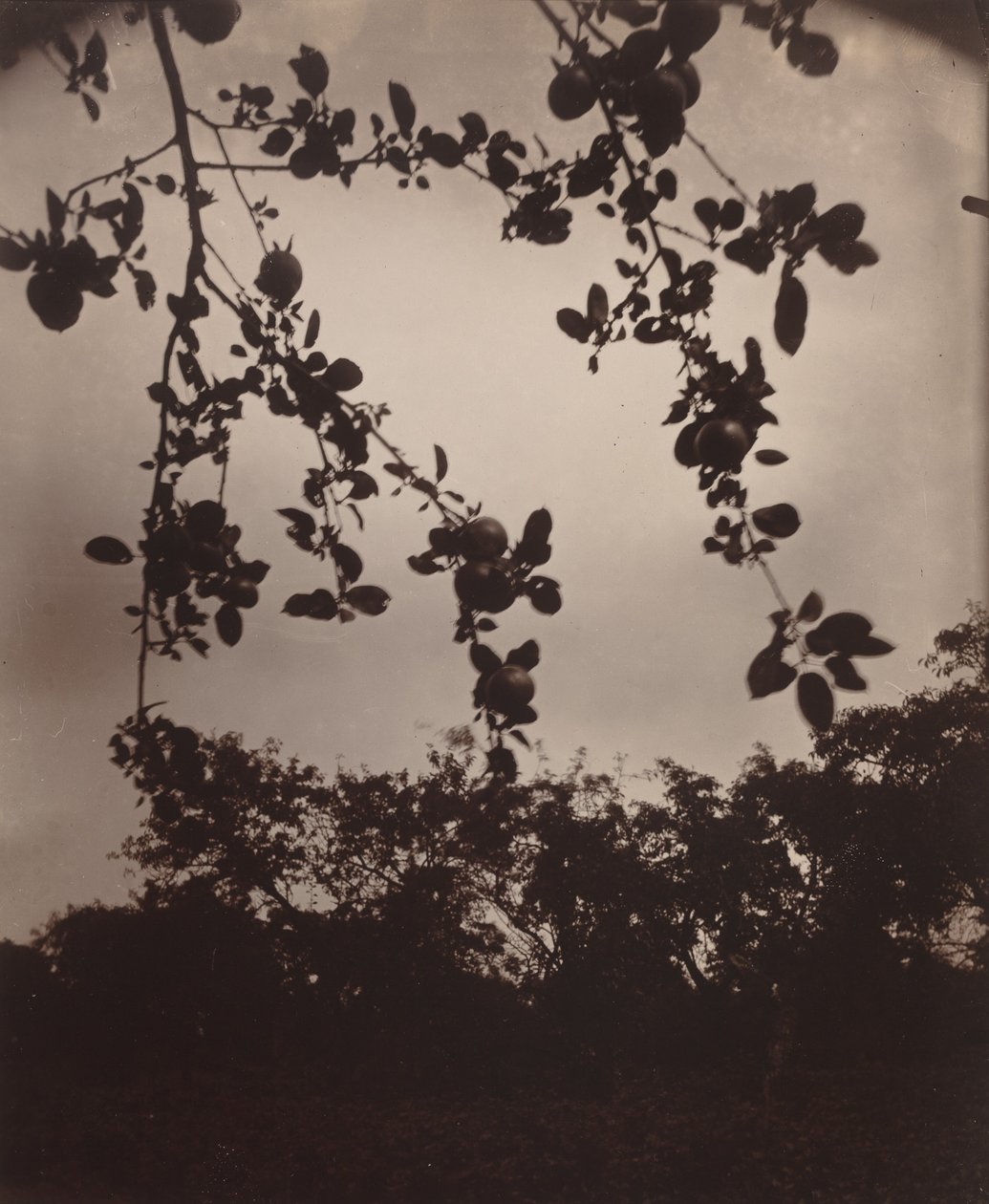 větev jabloně od Eugène Atget