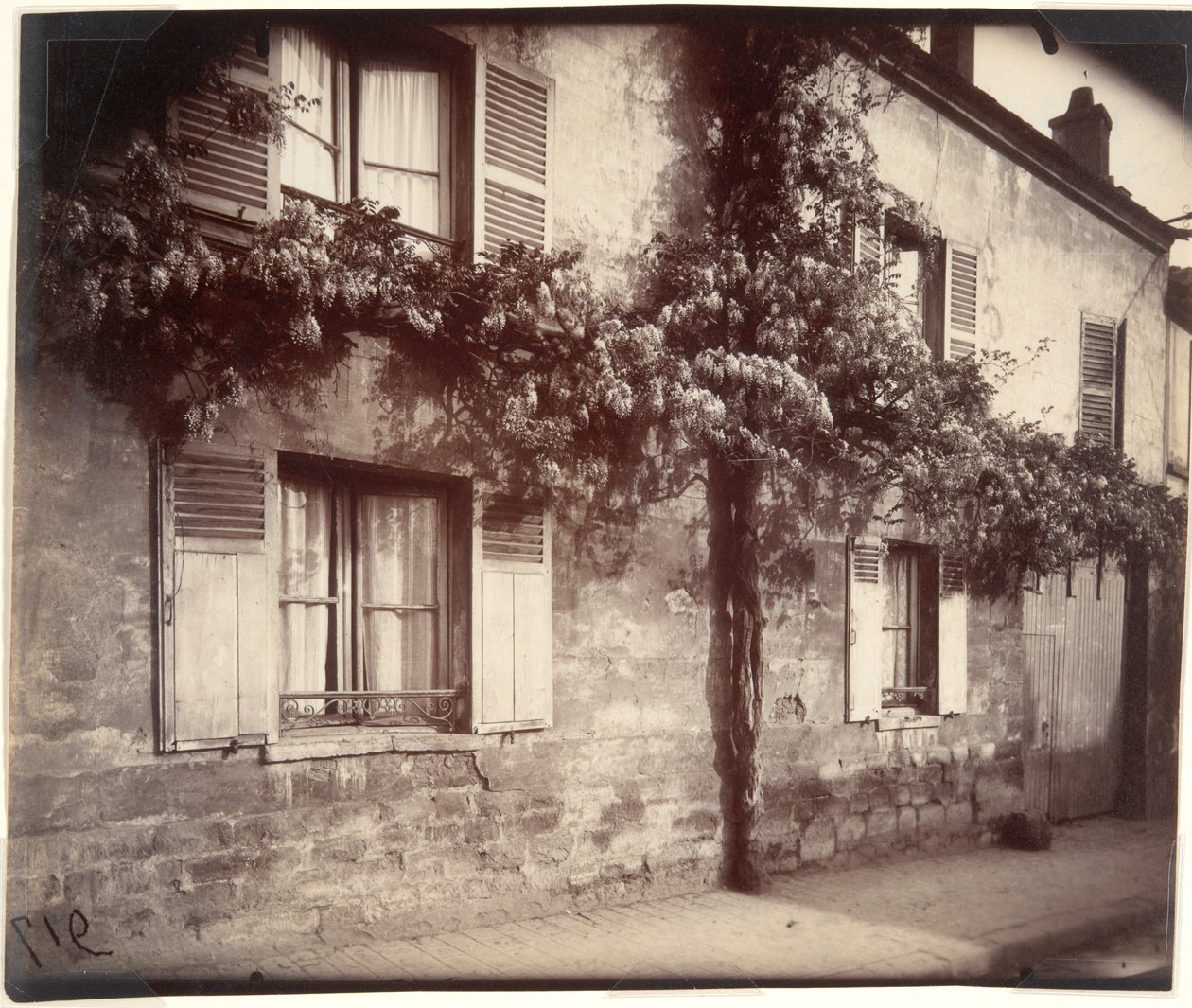 Glycin (Wisteria), Ch?tillon od Eugène Atget
