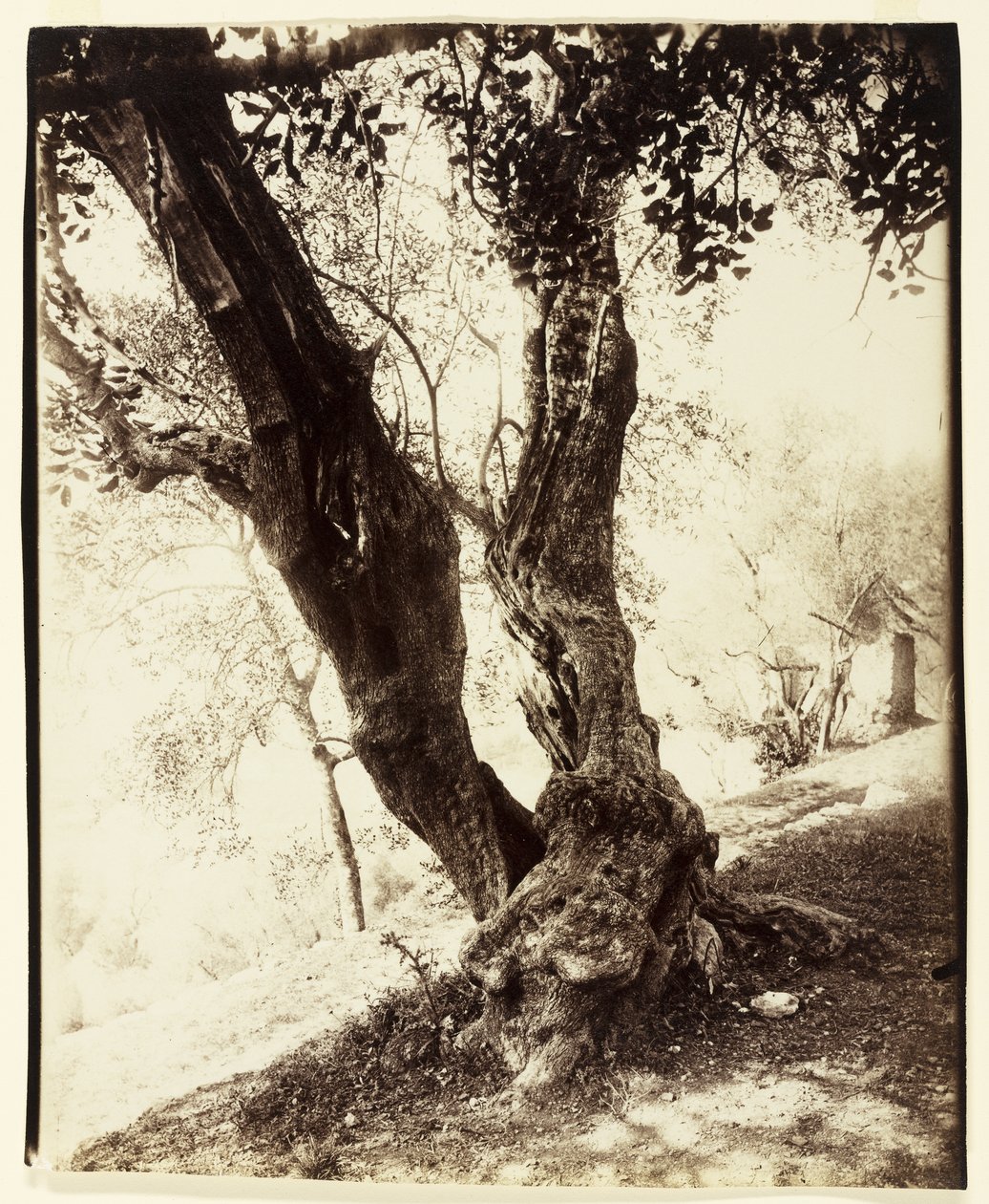 Olivier, Nice, kolem roku 1900 od Eugène Atget