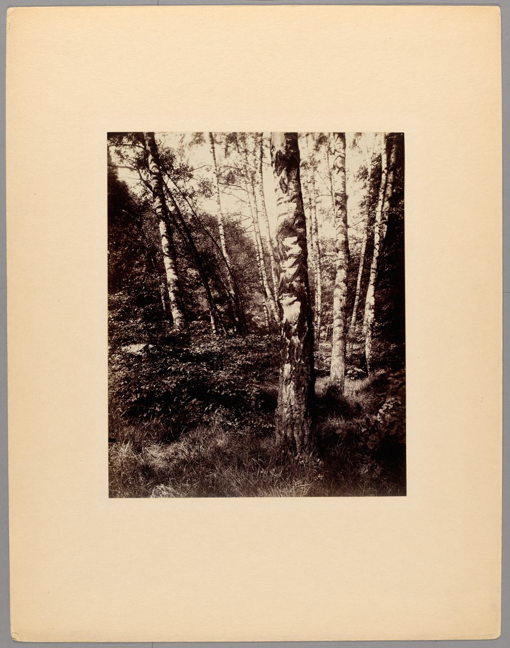 Park Saint-Cloud od Eugène Atget