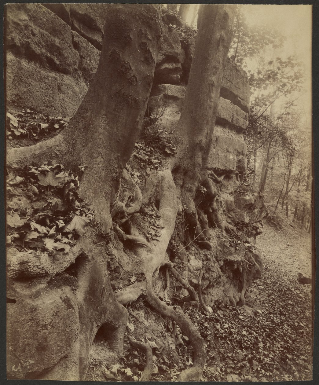 Park Saint-Cloud od Eugène Atget