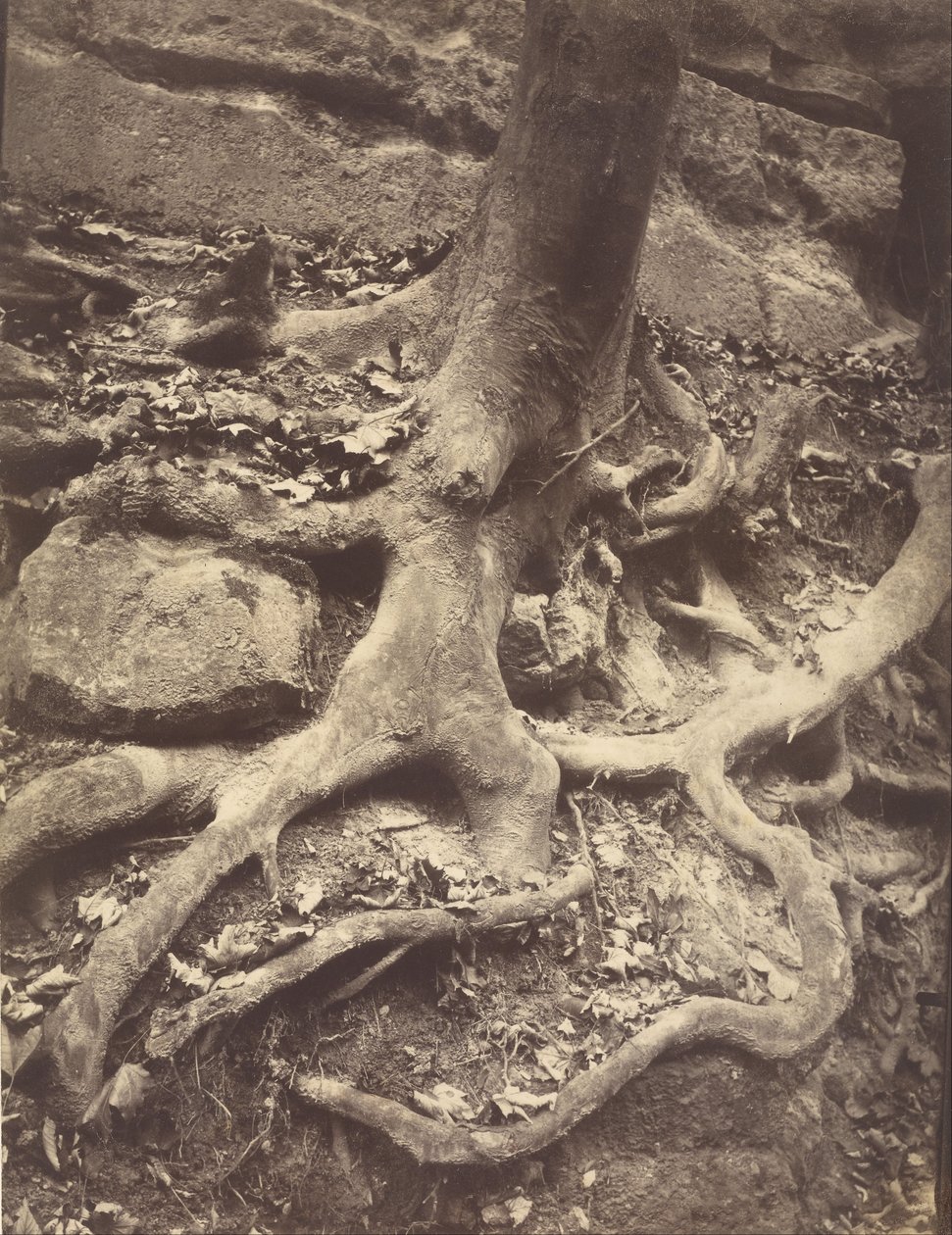 Kořeny stromů, Saint-Cloud od Eugène Atget