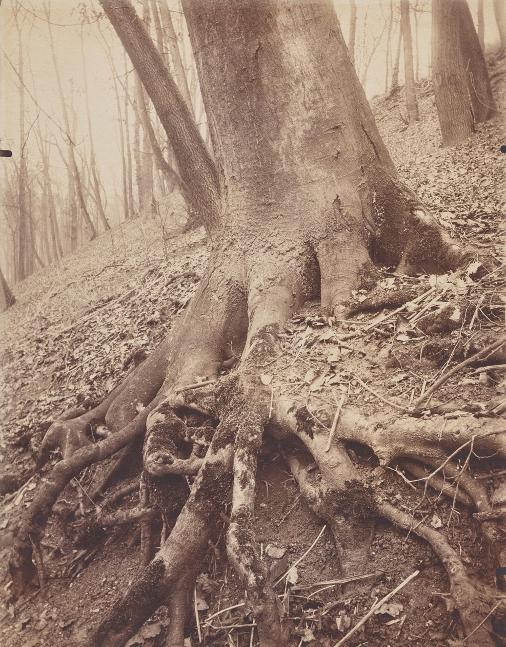 Stromy a kořeny od Eugène Atget