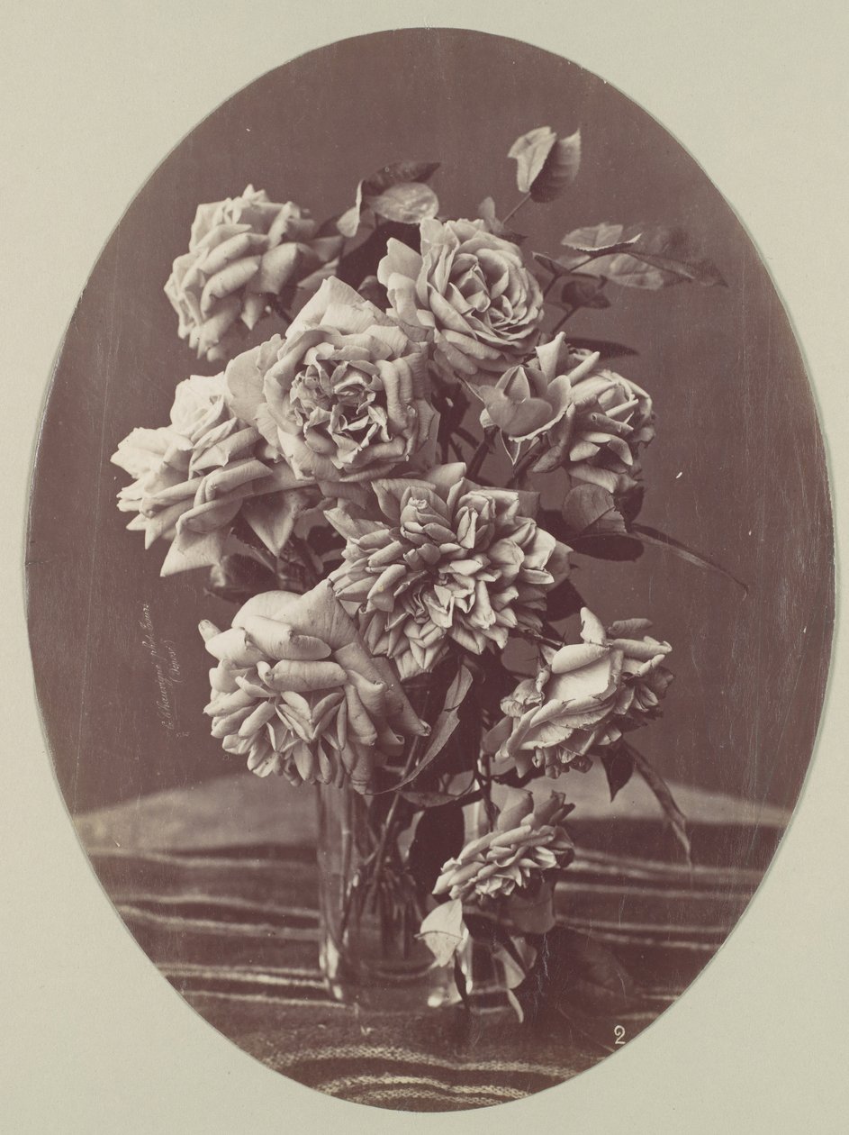 [Růže], ca. 1875. od Eugène Chauvigné