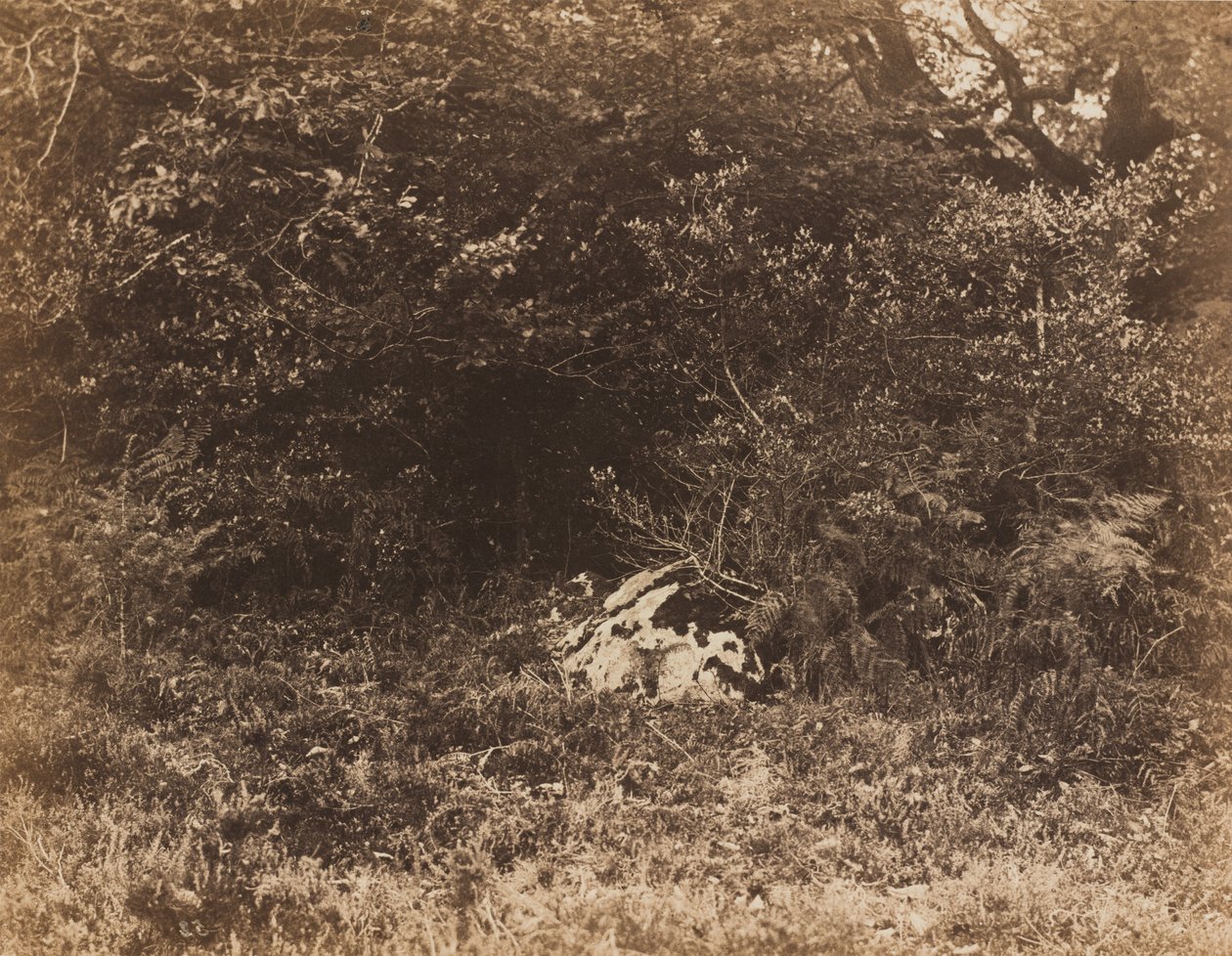 Skála v lese,c. 1865 (foto) od Eugène Cuvelier