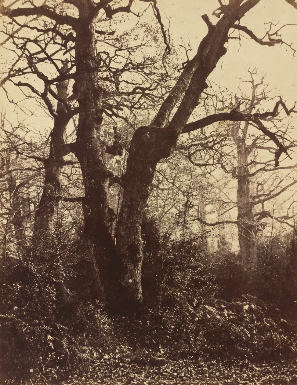 Studie stromu, Fontainebleau, 1860 (foto) od Eugène Cuvelier