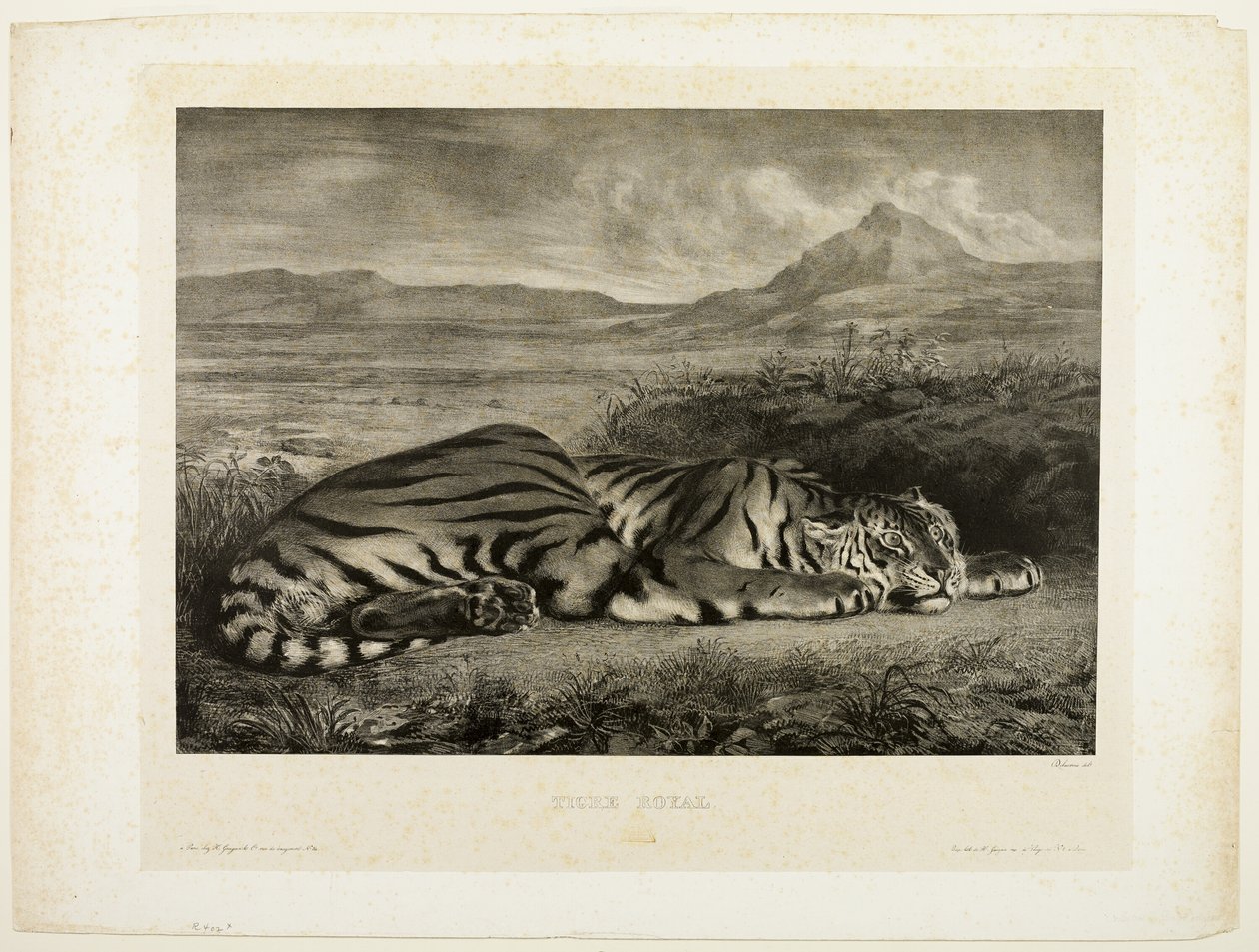 Bengálský tygr od Eugène Delacroix