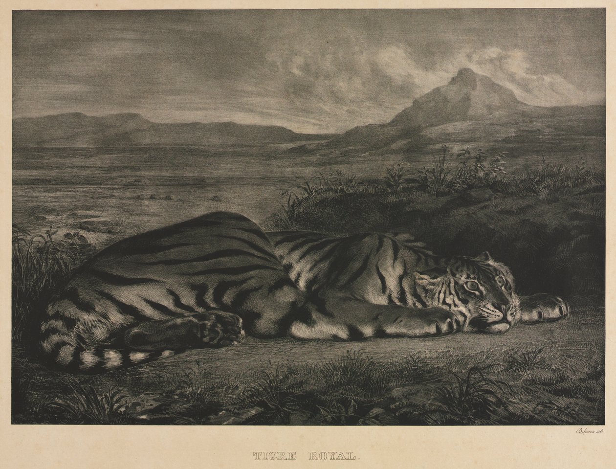 královský tygr od Eugène Delacroix