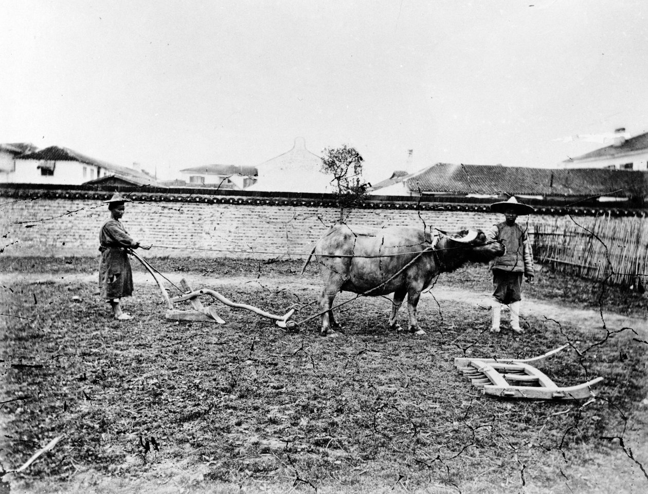Čínští rolníci používající voly k orání pole, kolem roku 1865 od European Photographer