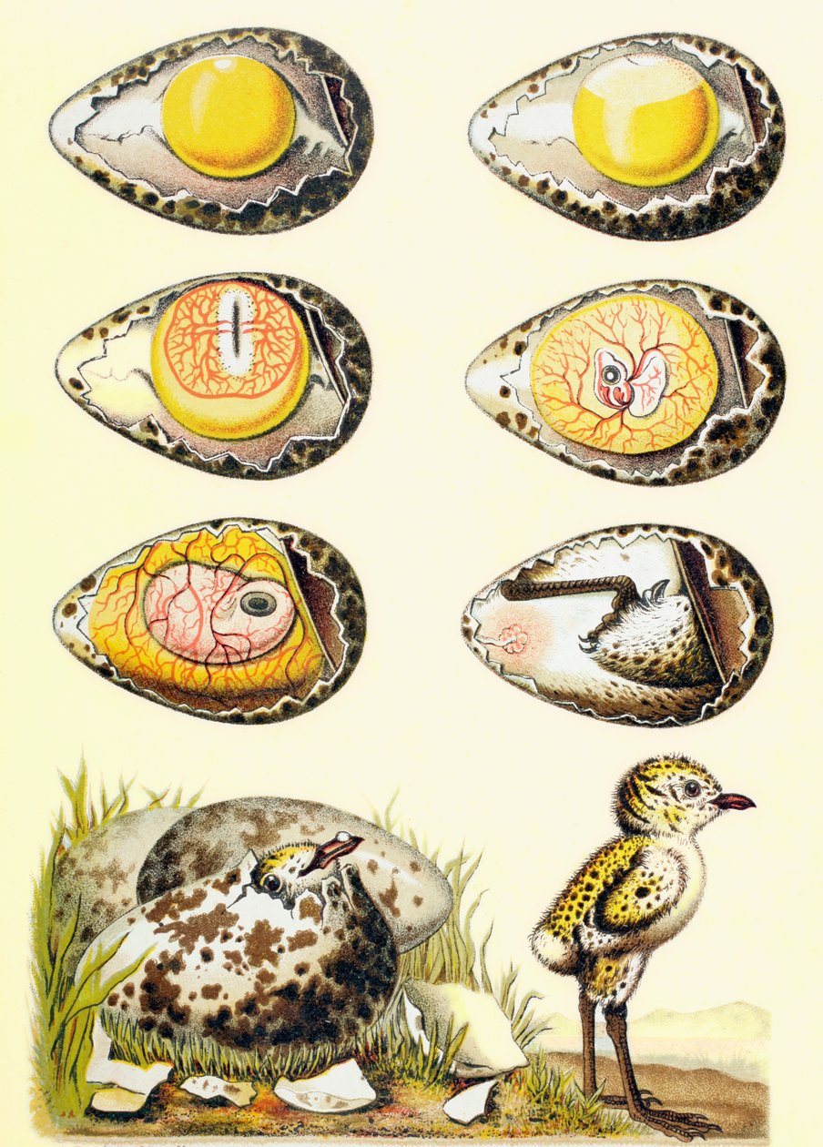 Evoluce kuřete ve vejci a kuře se nedávno vynořilo z vejce, z „El Mundo Ilustrado“, vydaného v Barceloně, 1880 od European School