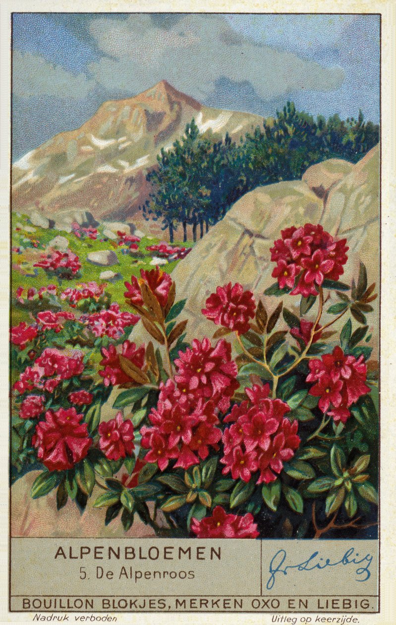 Alpenrose (Rhododendron ferrugineum) (chromolit) od European School