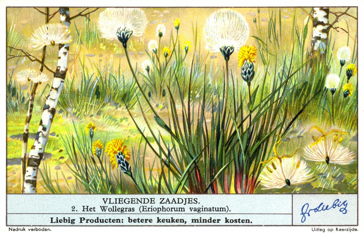 Chlupatka pochvatá (Eriophorum vaginatum) (chromolitho) od European School