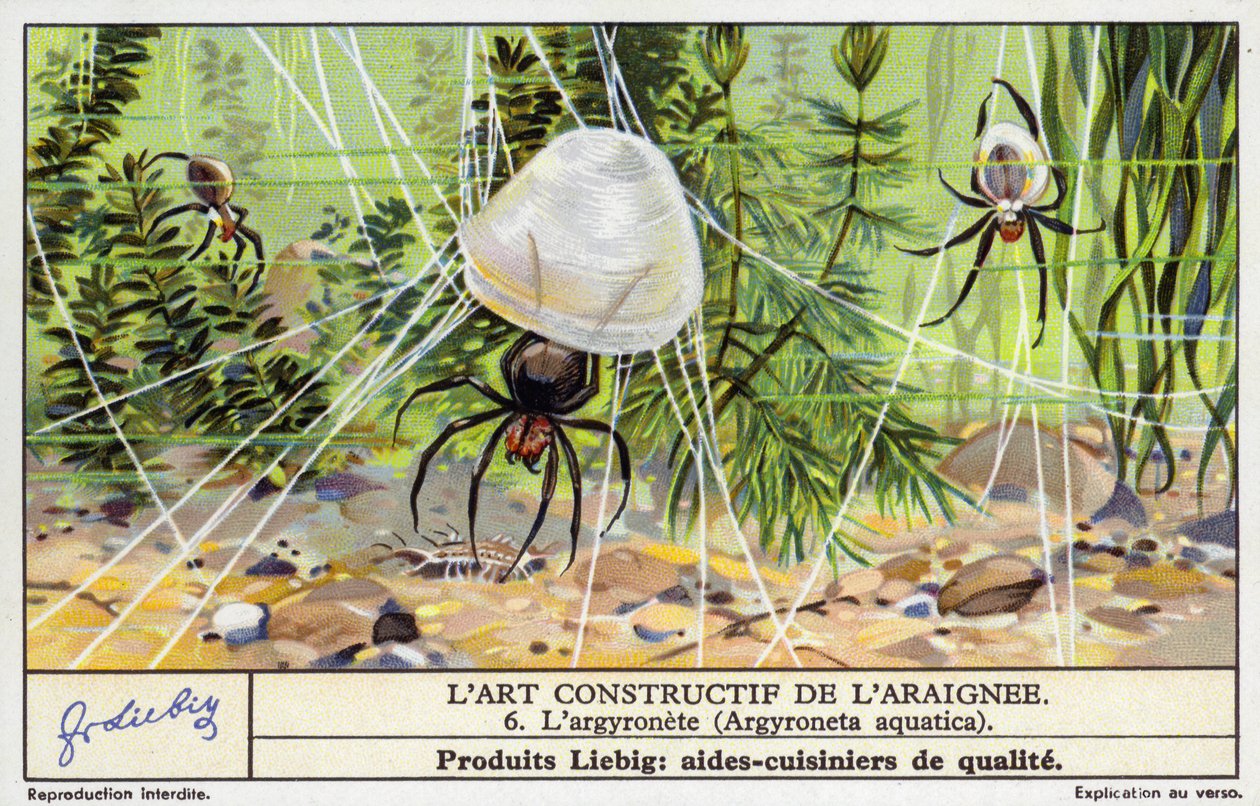 Pavouk zvonek potápivý (Argyroneta aquatica) (chromolitho) od European School