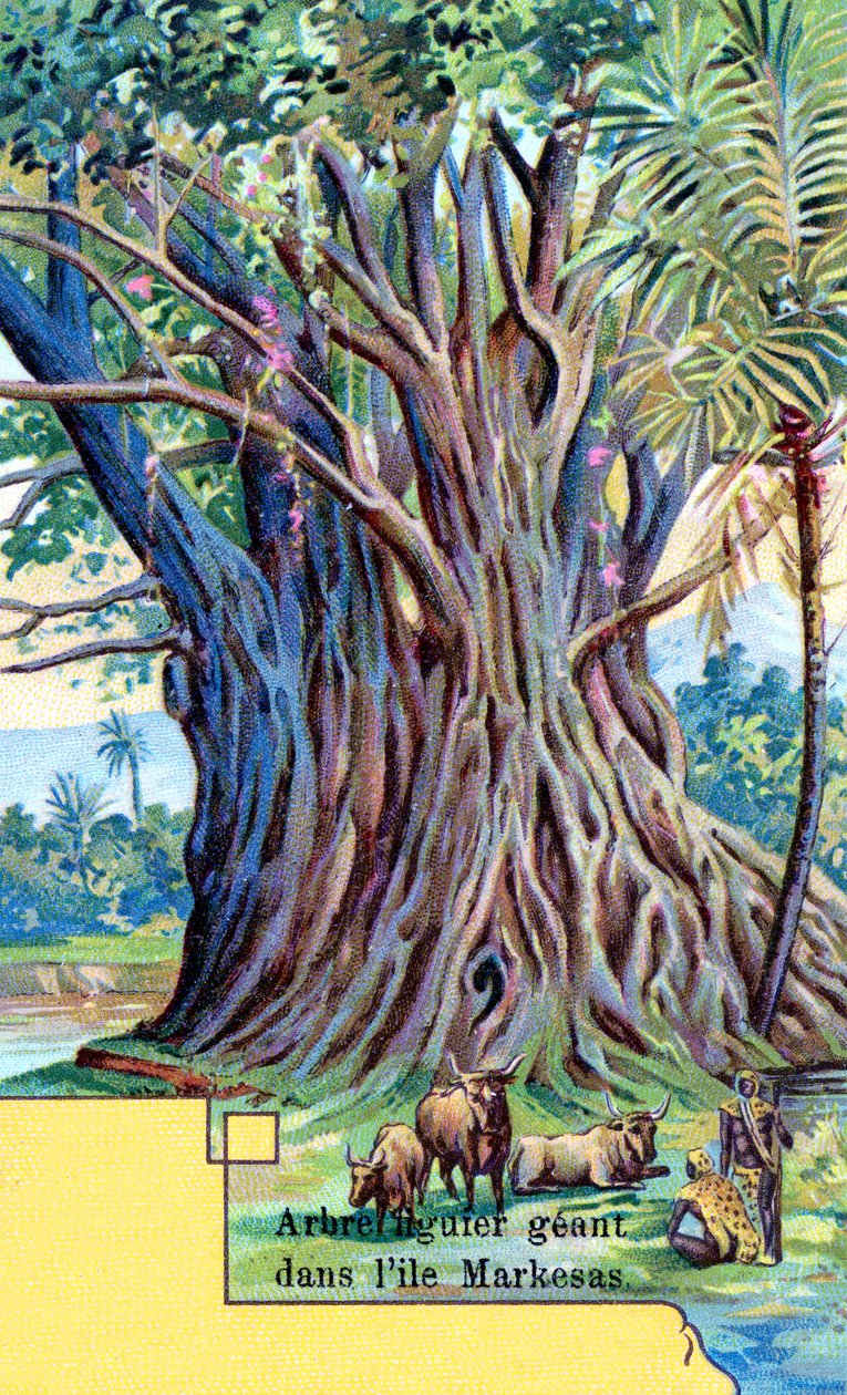 Obří fíkovník v zátoce Anna Maria, Nuku Hiva, Markézy od European School