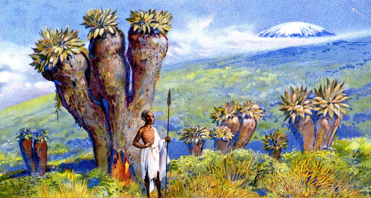 Svišť obrovský, Kilimandžáro, Afrika od European School