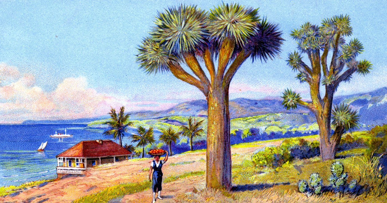Joshua Trees, Kalifornie od European School