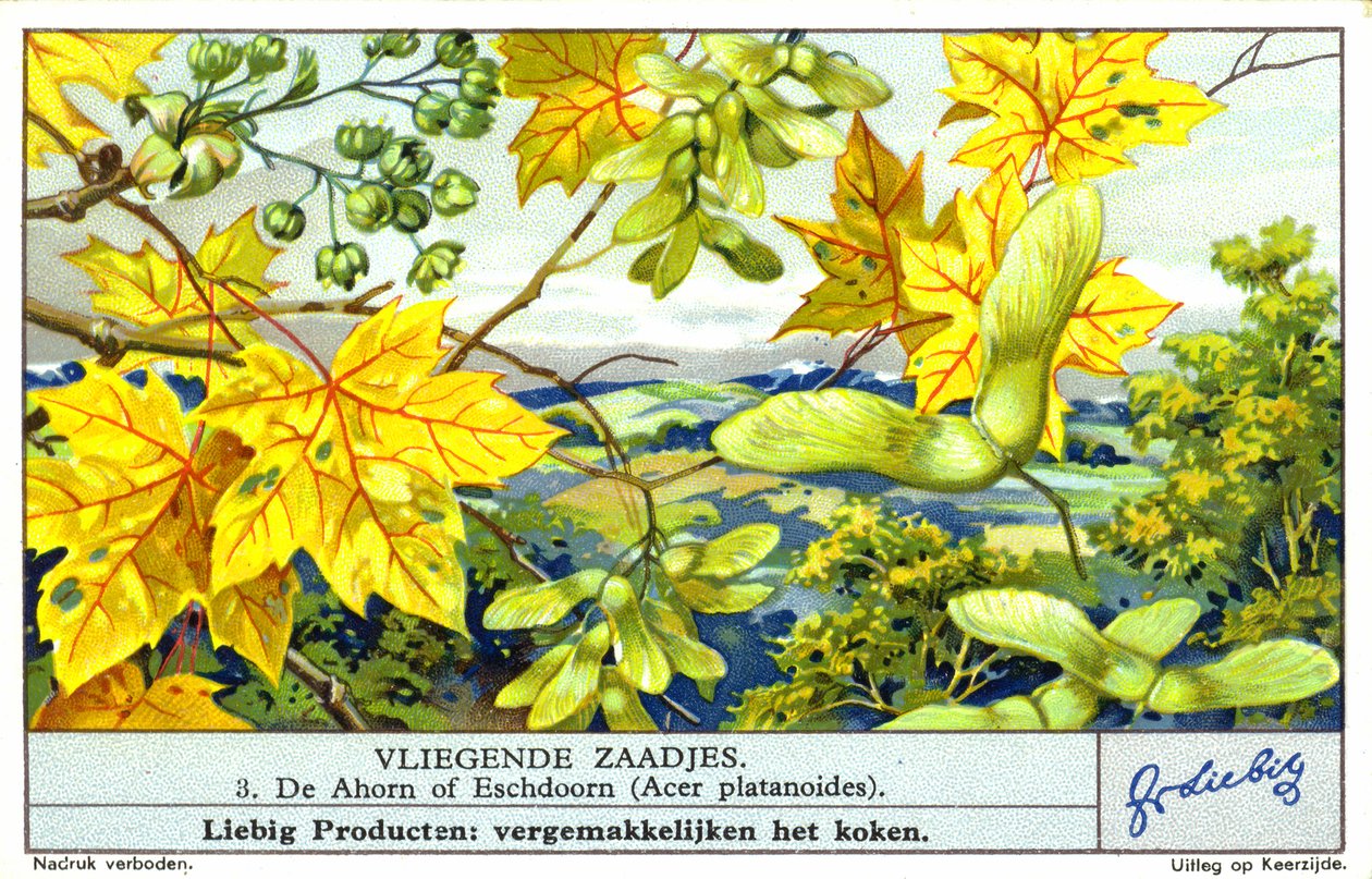 Javor mléč (Acer platanoides) (chromolit) od European School