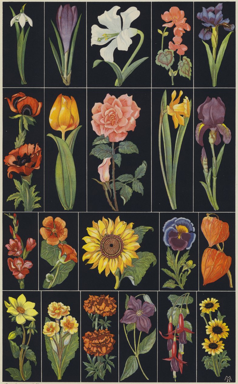 Stránka z dětské obrázkové knihy Flowers (barevná litografie) od European School
