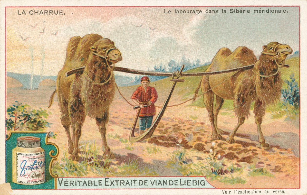 Orba s velbloudy, Sibiř, Liebigova karta, počátek 20. století (chromo) od European School