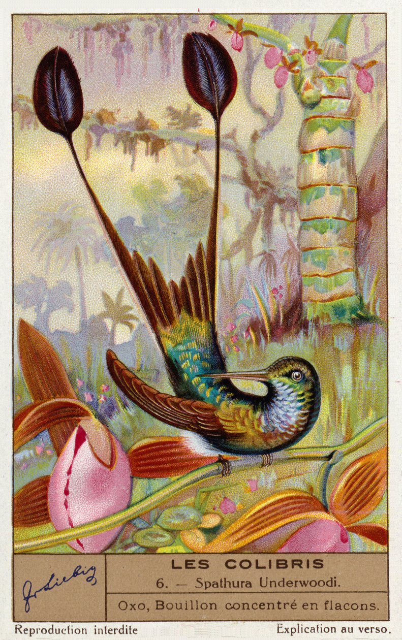 Bělonohá raketka (Spathura Underwoodii) (chromolitho) od European School