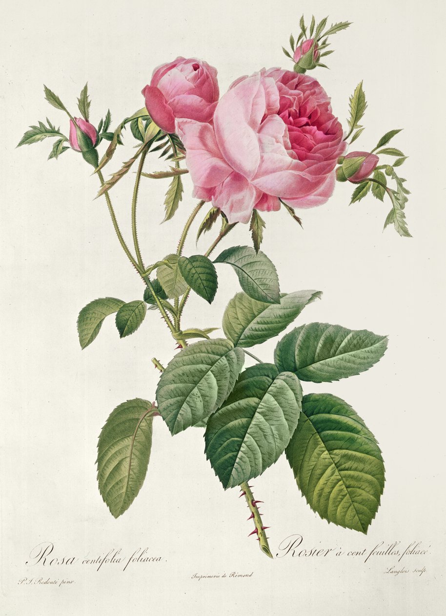 Teorie, les Roses, Rosa Centifolia Foliacea (litografie) od Eustache Hyacinthe Langlois