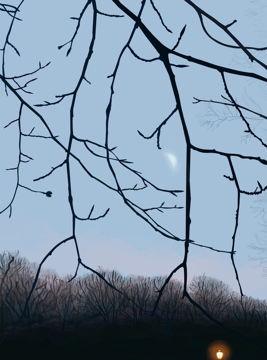 Větve, svítání, Prospect Park (digitální umění) od Evan Sklar