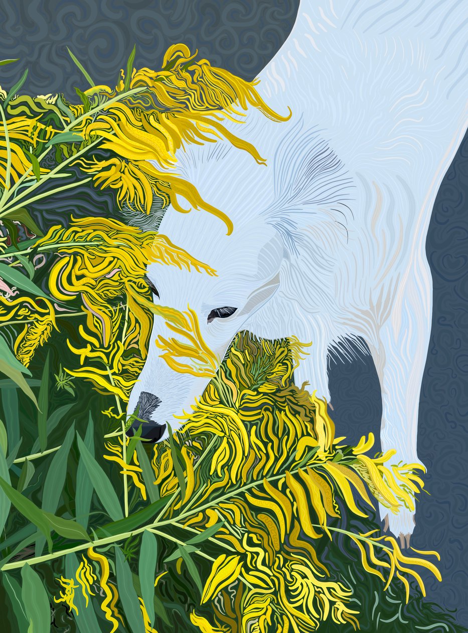 Goatdbeard White Dog and Goldenrod (digitální umění) od Evan Sklar