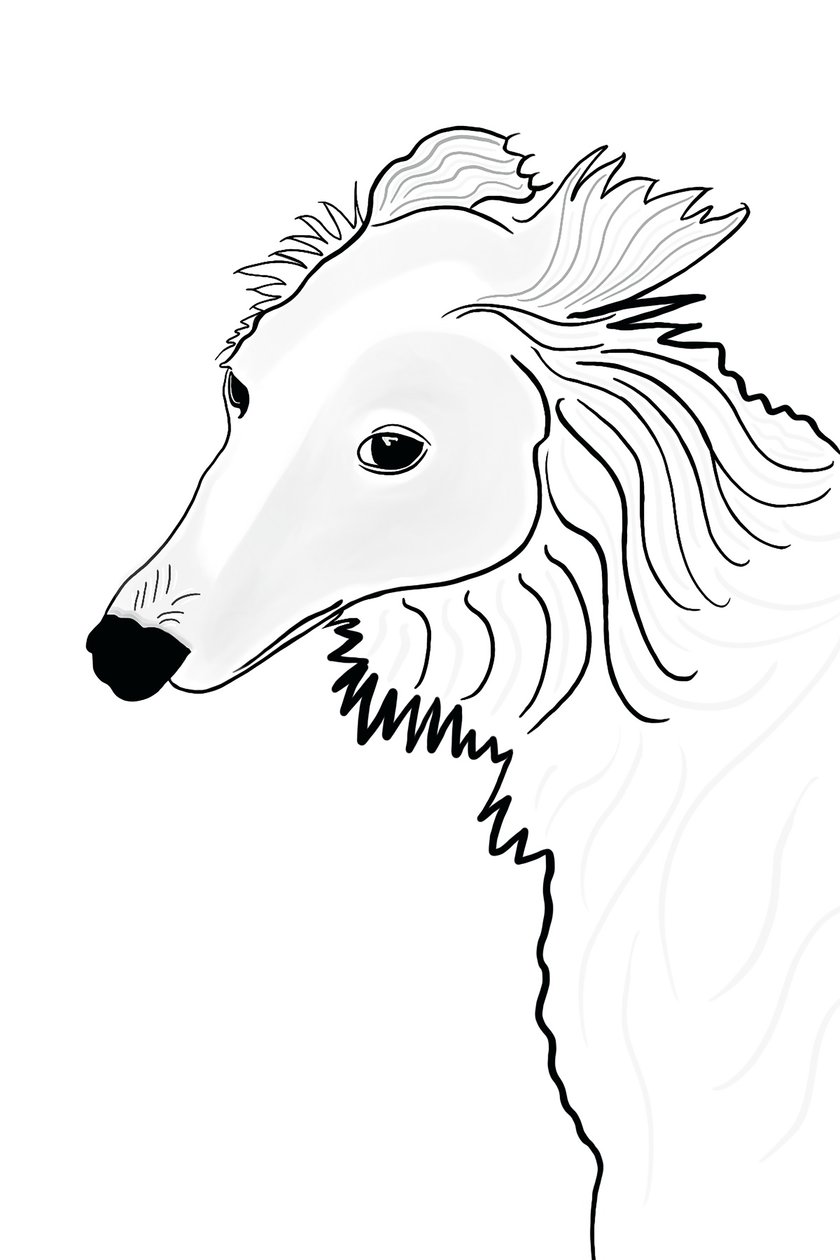 Kresba Silken Windhound (digitální umění) od Evan Sklar