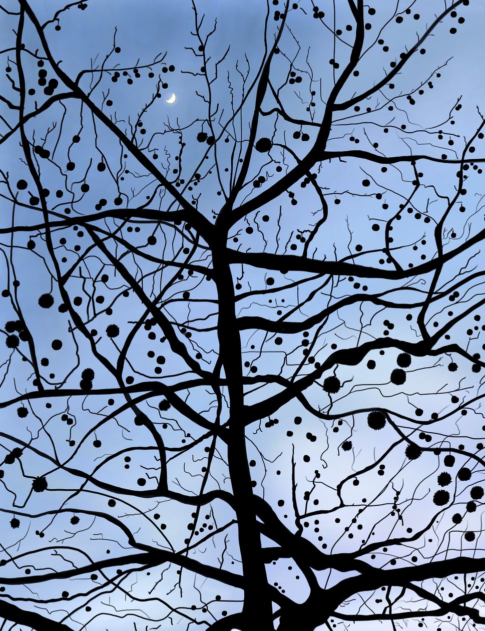 Londýn PlaneTree a Měsíc, Brooklyn (digitální umění) od Evan Sklar