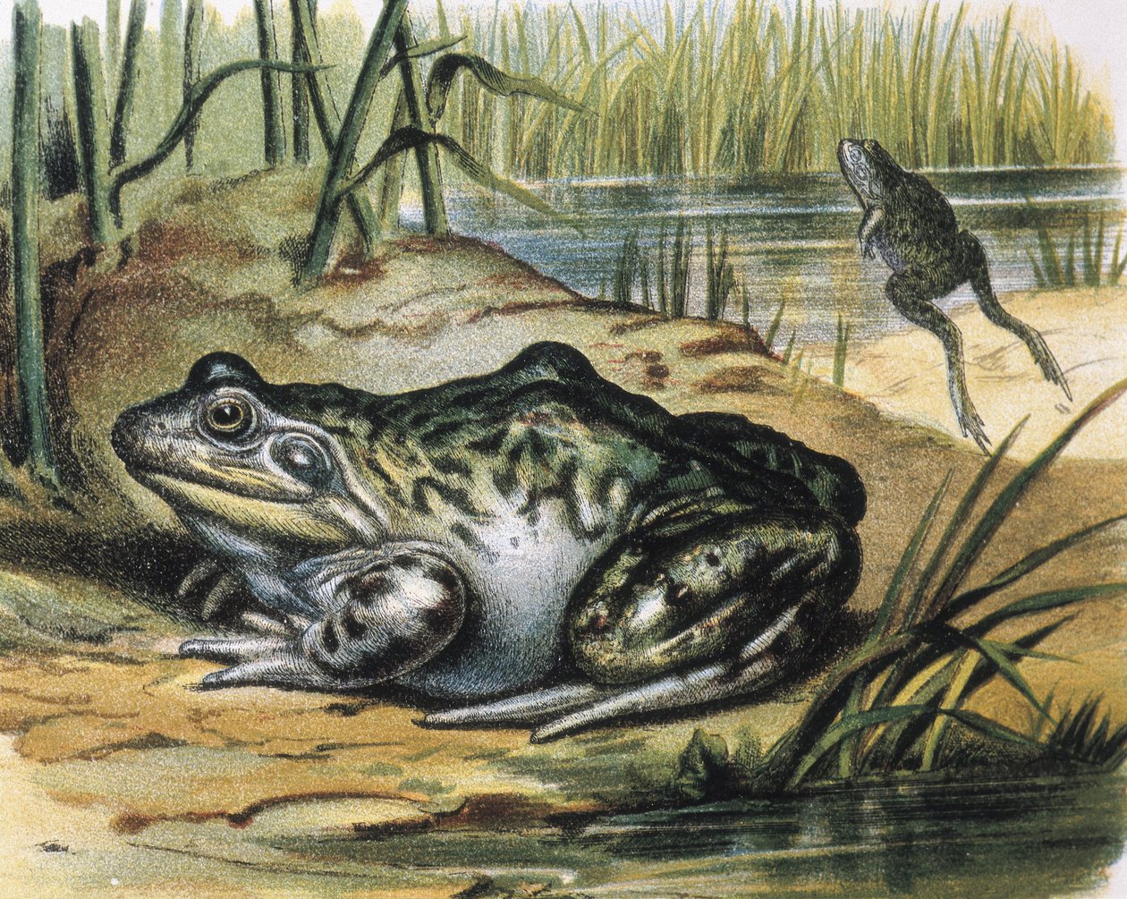 Bullfrog. Obojživelník z čeledi Ranidae. Rytina podle obrazu F. Padra. Rytina. od F. (after) Padro