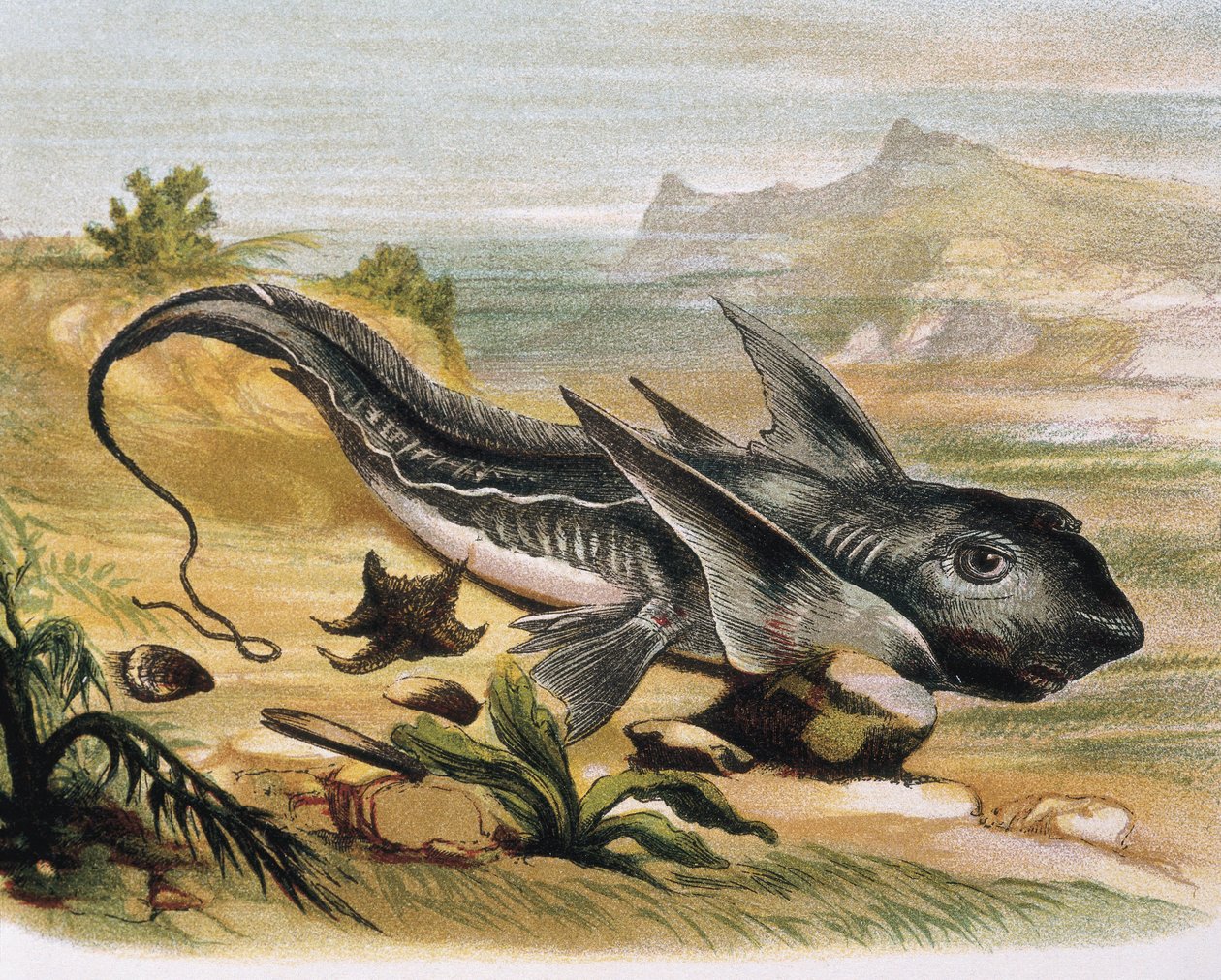 Chimaera (Chimaera arctica) Rytina podle kresby F.Padra. Rytina od F. (after) Padro