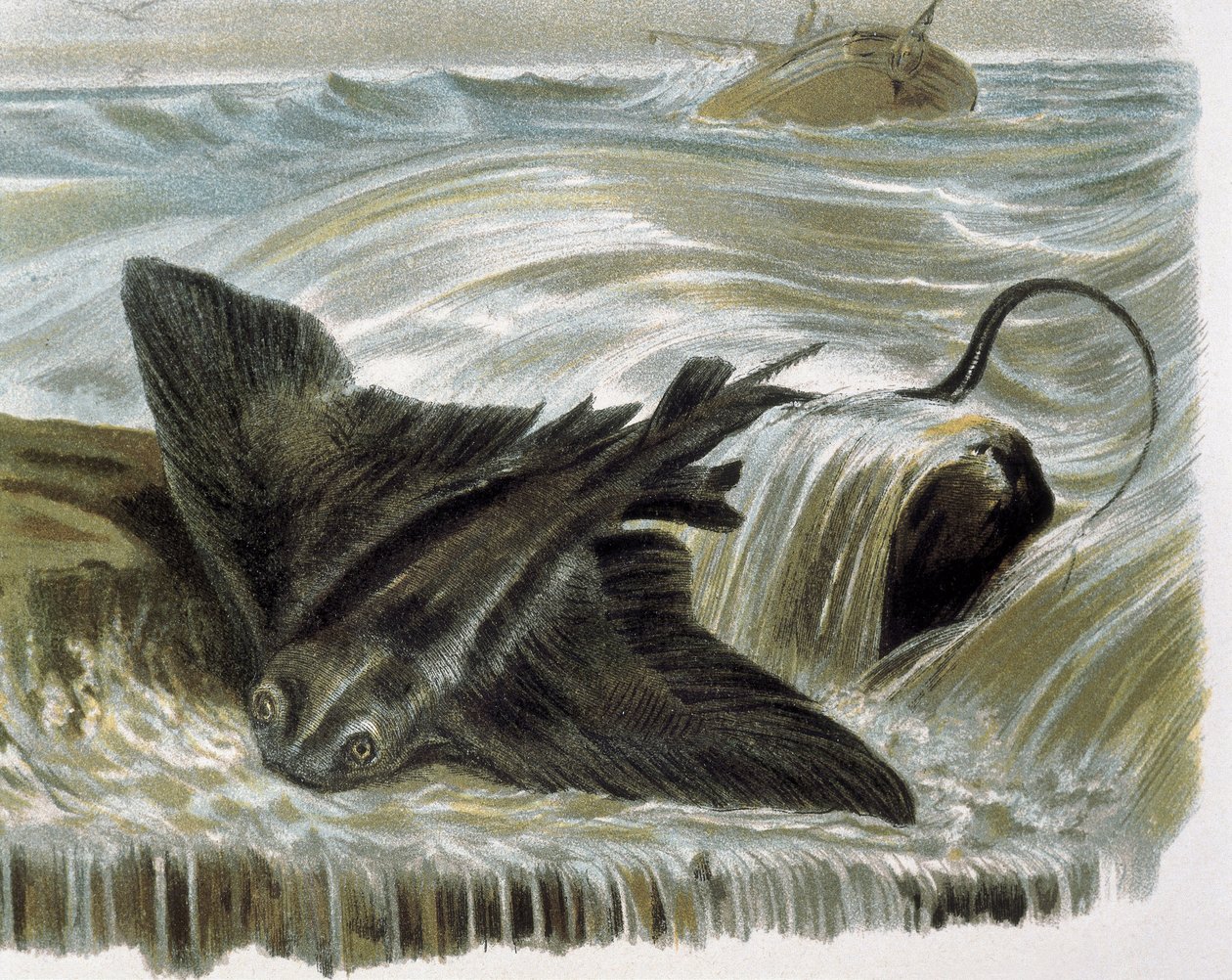 Rejnok orlí (Myliobatis aguila) Rytina podle kresby F.Padra. Rytina od F. (after) Padro