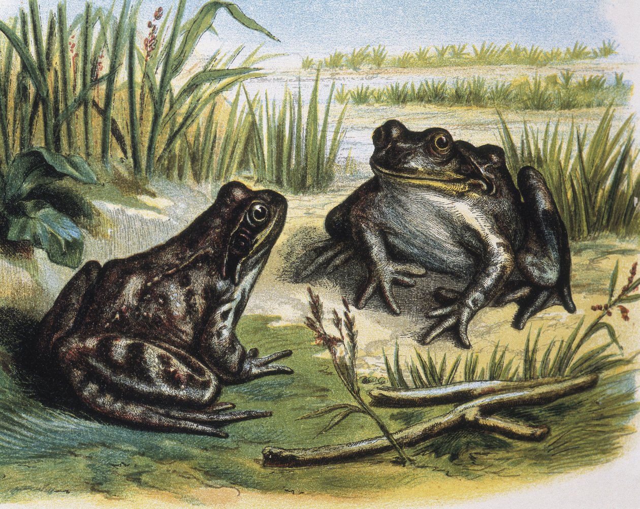 Žába obecná. Obojživelníci. Rytina podle kresby F.Padra. Rytina od F. (after) Padro