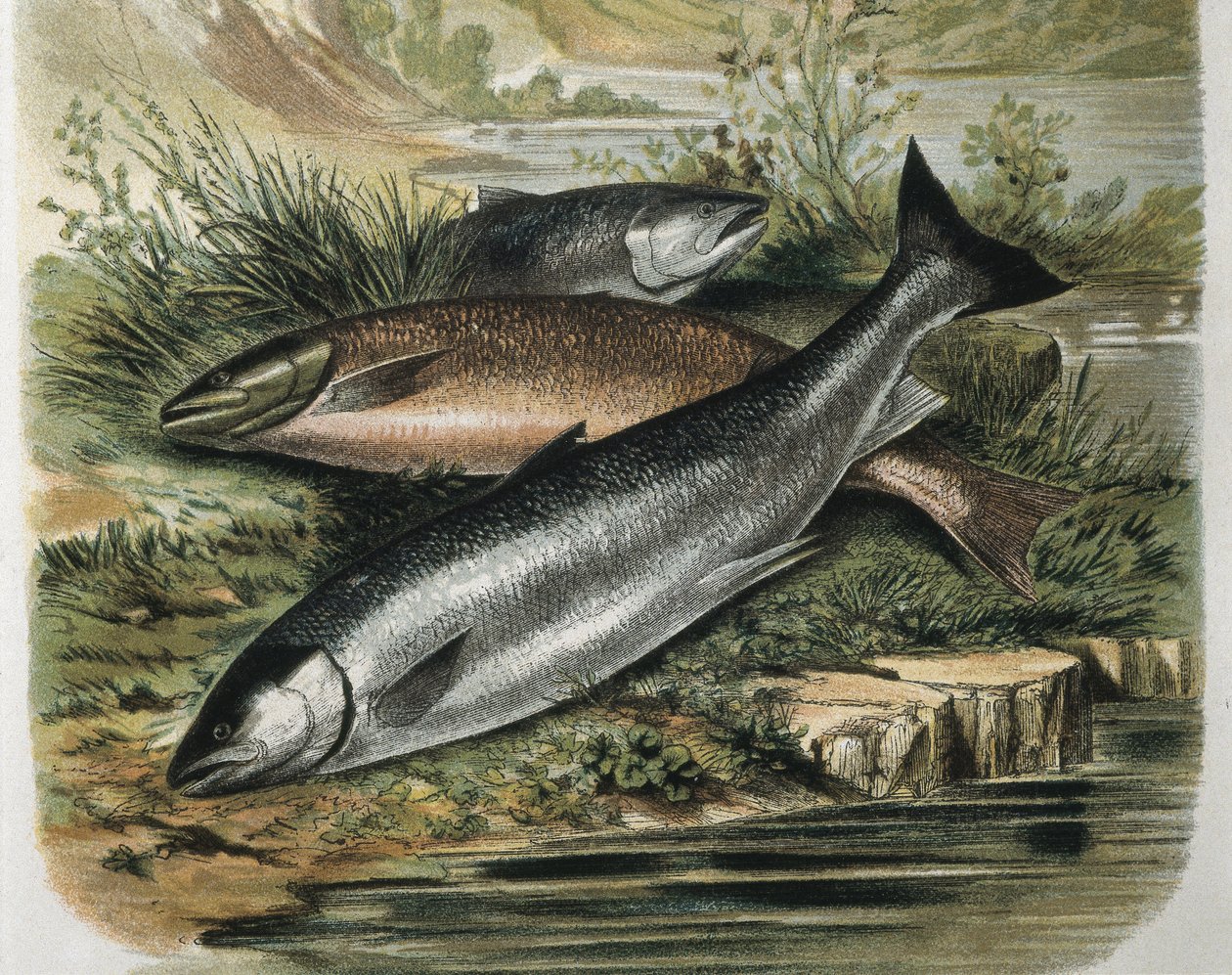 Salmons. Rytina podle kresby F.Padra. Rytina od F. (after) Padro