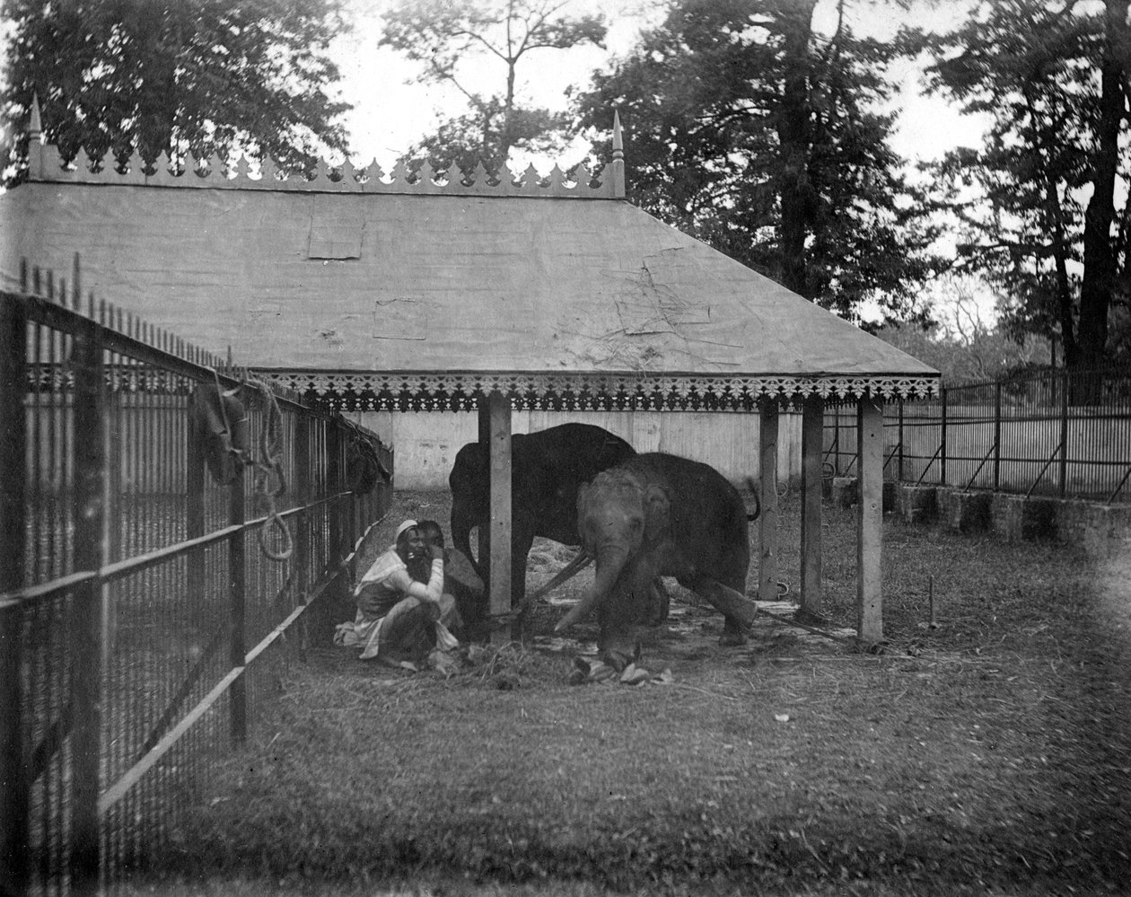 Sloni, Alipore, Indie, 1905-1906 od F. L. Peters