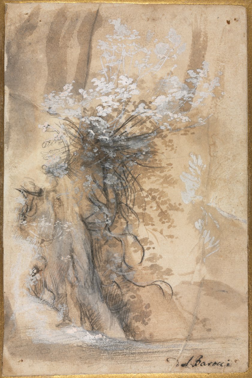 Kvetoucí keř nad erodovanou bankou od Federico Barocci