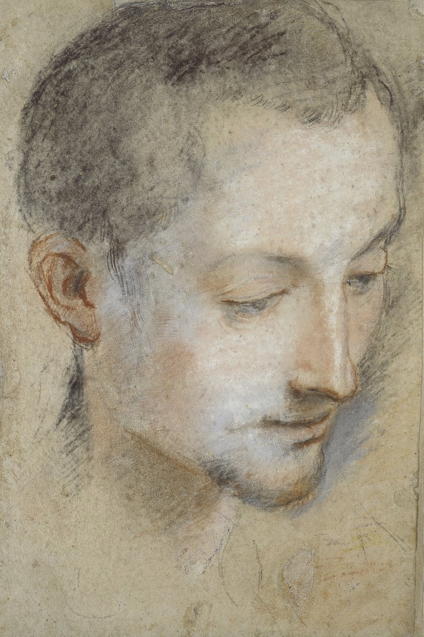 Studie hlavy mladého muže (černé, červené a růžové křídy na zašedlém papíře) od Federico Barocci